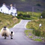 Traffic in the Scottish Highlands 