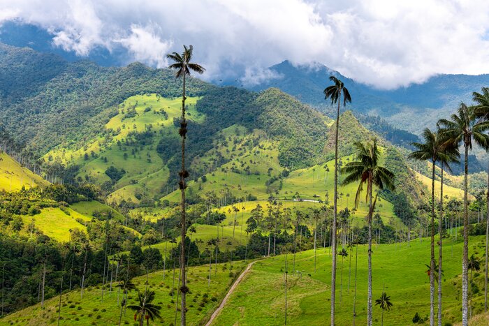 Stay two nights in Salento and explore the Cocora Valley
