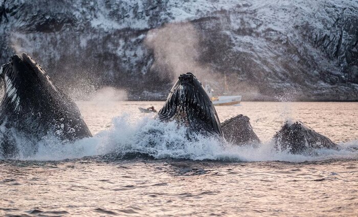 Winter Whale Watching Excursion