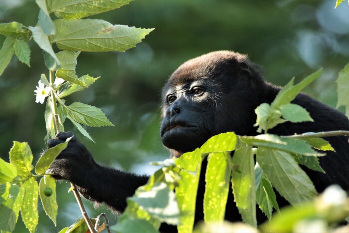 A young howler monkey inspects a flower in Tamarindo, Costa Rica