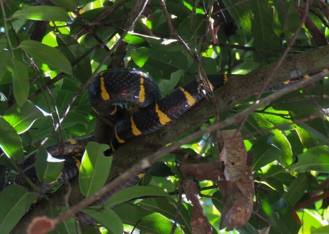 Mangrove Self-Paddle Kayaking Tour