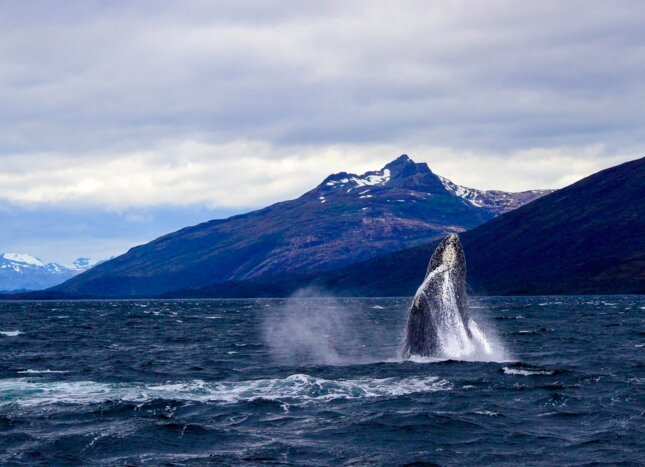 Whale Watching at the Francisco Coloane Marine Park + Visit Impressive Remote Glaciers