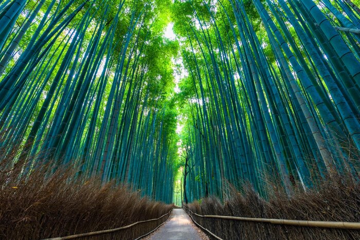Kyoto Arashiyama Bamboo forest & Hidden Garden Half-Day Walking Tour with Michelin Lunch