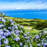 The Azores, like Pico island, make for an excellent spring getaway to view colorful hydrangeas