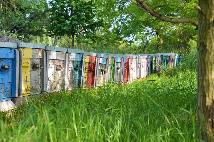 Honey Tour with Local Beekeeper