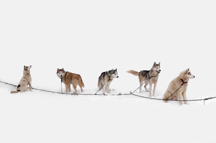 Dog Sledding with Alaskan Huskies