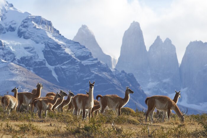 You may luck out and see a herd of guanaco in Torres del Paine National Park