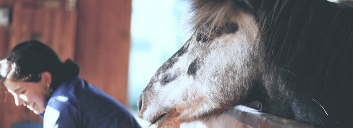 Sturlureykir Horse Farm Visit