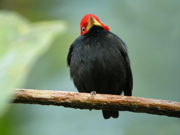 Early Birdwatching Tour on the Southern Pacific Coast