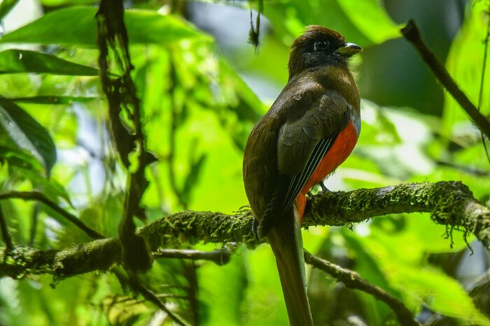 Alto de San Miguel Forest Reserve Birdwatching Tour