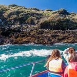 Spot Magellan and Humboldt penguins on a family tour of Isla Chiloé