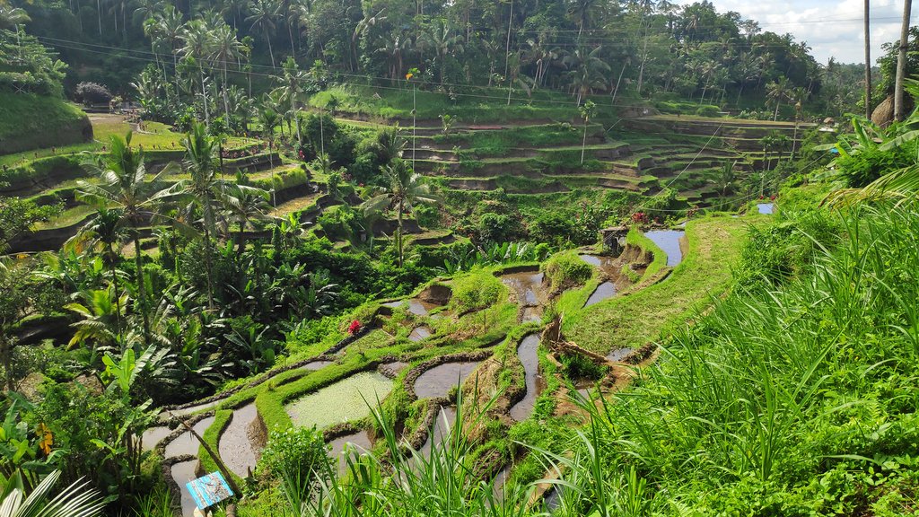 Tegalalang rice paddies