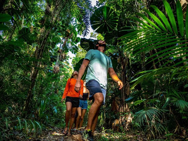 Full Day Daintree Rainforest Tour