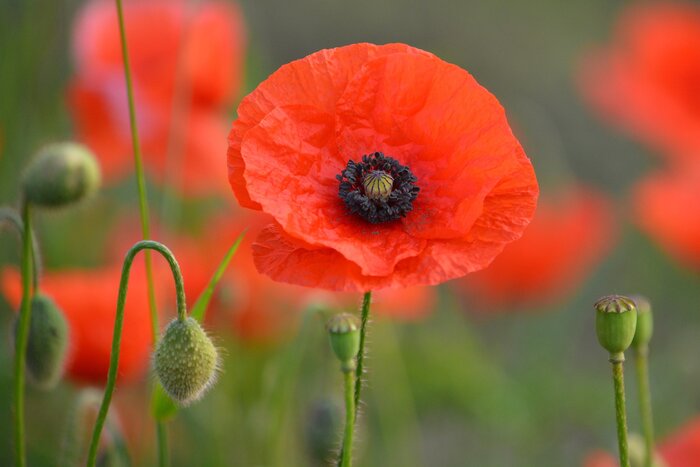 Bruges - Day trip to Ypres by private transfer