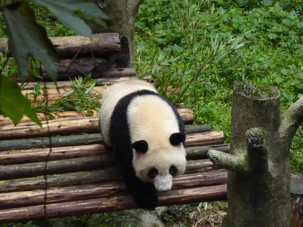 Chongqing Panda Adventure and Museum of Three Gorges