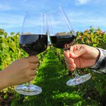 See France's best vineyards and try delicious wines on this tour