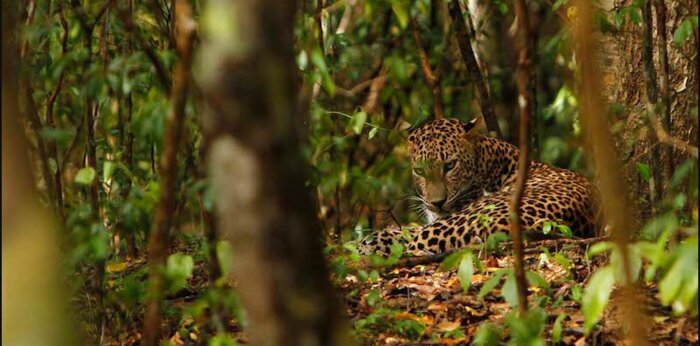 Jhalana Leopard Safari Park