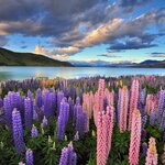 You'll drive alongside striking turquoise Lake Tekapo on the South Island