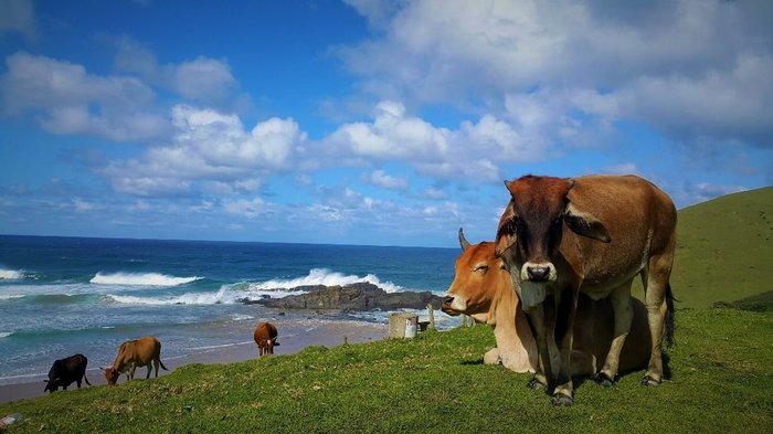 Cows at a Wild Coast beach