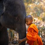 Meet elephants on a family tour of Chiang Mai