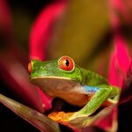 Red-eyed tree frogs are one of the nocturnal creatures you may meet in Monteverde