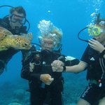 Dive down to meet sea creatures