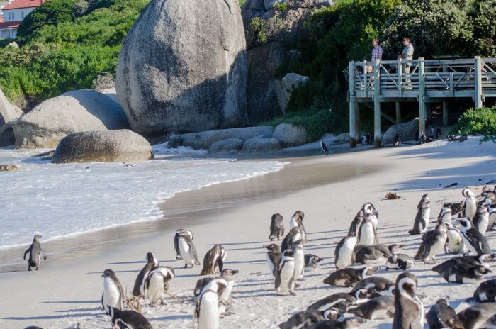 Full day touring Boulders Beach and Kirstenbosch Gardens