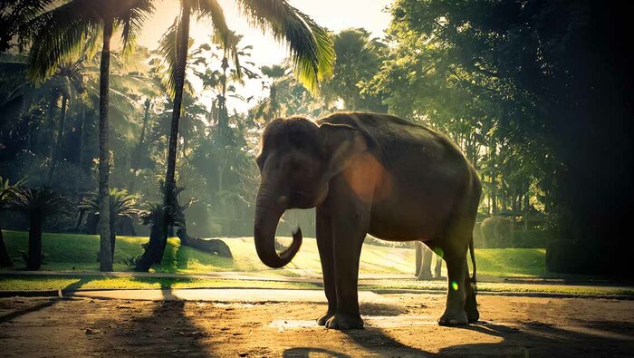 Visit The Elephant Sanctuary