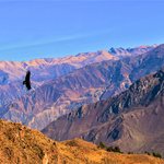 An Andean condor soars over Peru's Colco Canyon