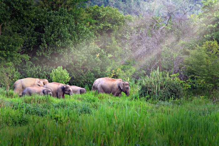 Spot elephants roaming in the wilds of Kui Buri National Park