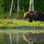 Spend a night in a log cabin in the northernmost region of Finland while looking for brown bears