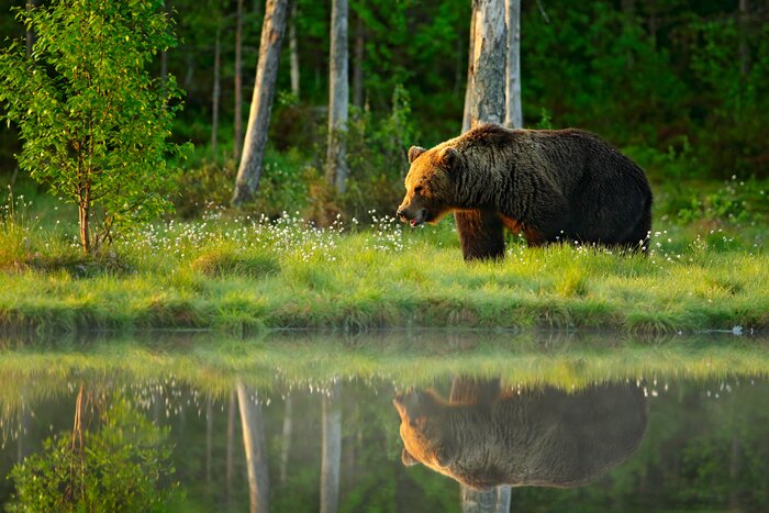 Spend a night in a log cabin in the northernmost region of Finland while looking for brown bears