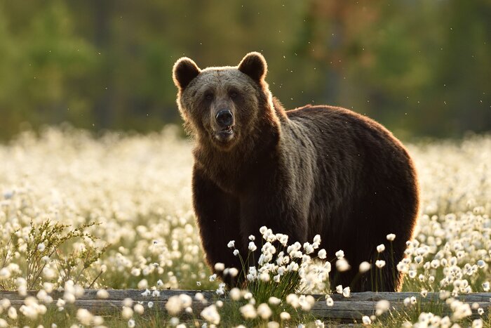 Overnight Bear Watching Experience
