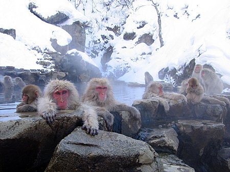 Full Day Sake Tasting & Snow Monkey Park Tour (Join-in)