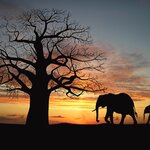 There is a safari just for you