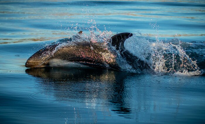 Dolphins Watching - From Punta Arenas