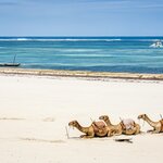 Camels on Diani Beach in Kenya