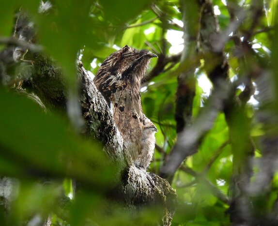 Private Birding at Rancho Naturalista