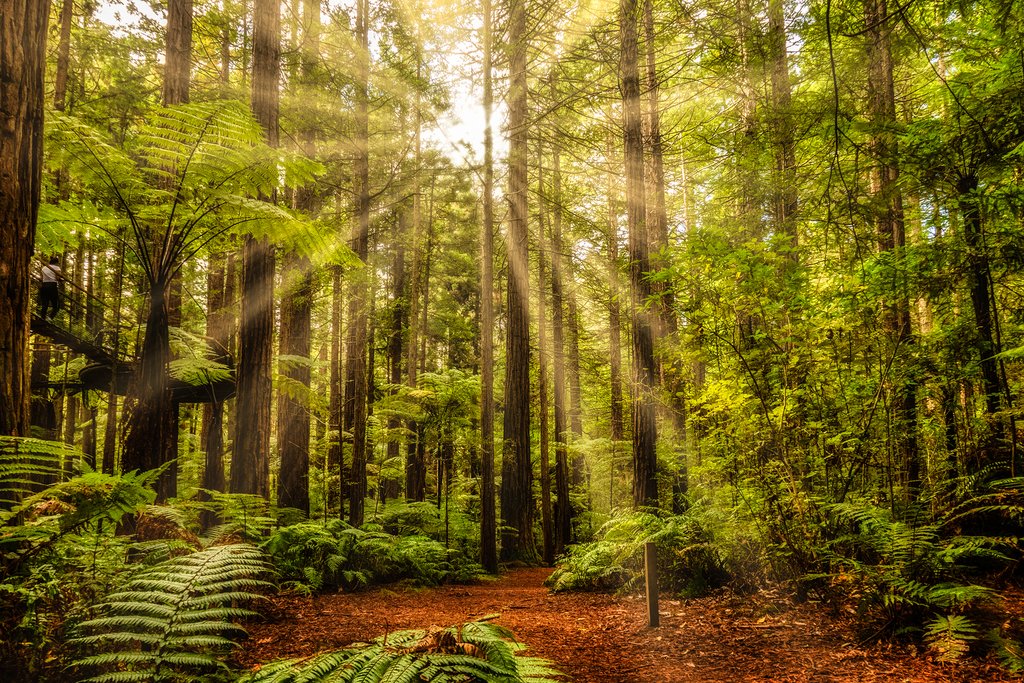 Redwoods Forest