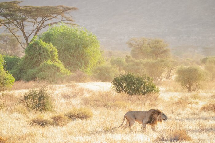 See Big Five wildlife plus rare species on game drives in Samburu Reserve