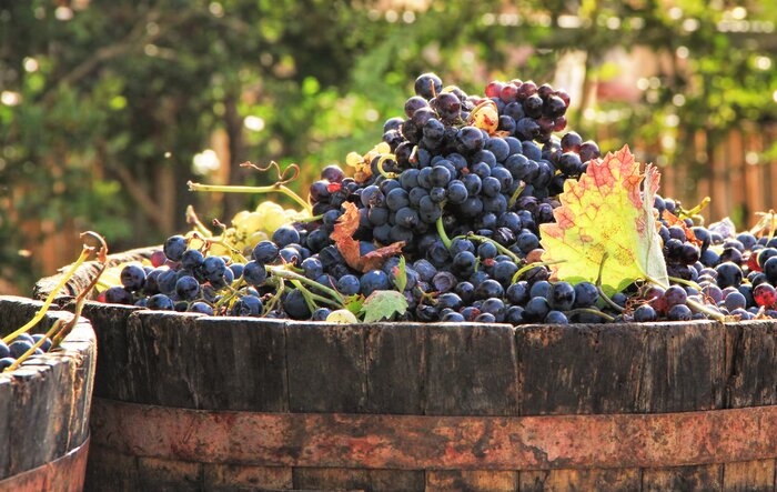 Get a quick taste of Bordeaux's best wineries on this five-day French trip
