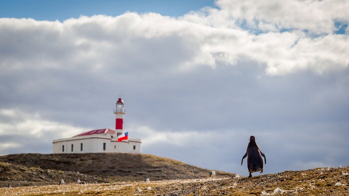 See penguins on Isla Magdalena near Punta Arenas