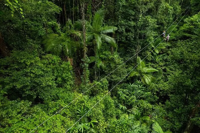 Cape Tribulation & Ziplining: Ultimate Daintree