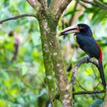 Spot aracari birds in the Mindo cloud forest