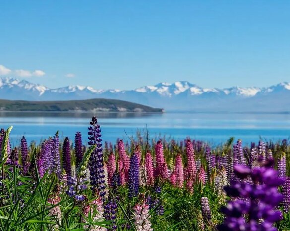 Mt Cook to Christchurch 1 Way Tour (Small group)