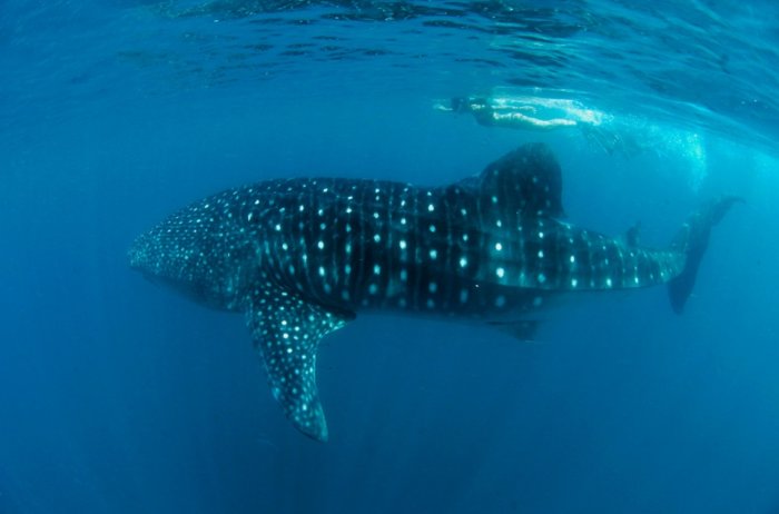 Swim with Whale Sharks in Donsol
