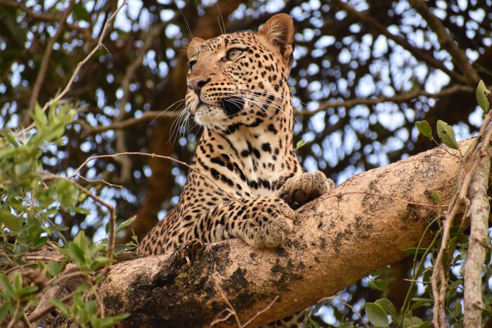 A leopard in a tree in Murchison Falls National Park