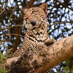 A leopard in a tree in Murchison Falls National Park