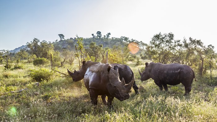 Rhino in Kruger National Park