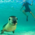 Snorkel alongside sea lions in the Galápagos